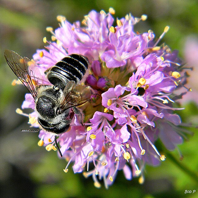 Leafcutter Bee