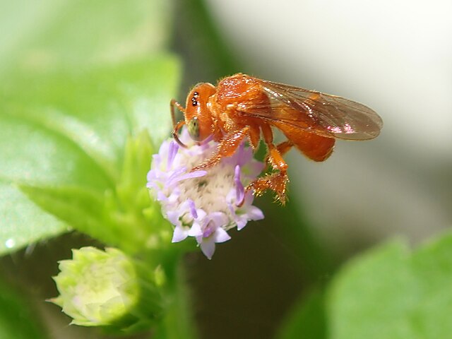 Stingless Bee